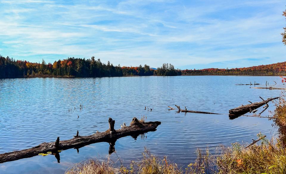 Mud Pond, a shallow pond with some floating logs.